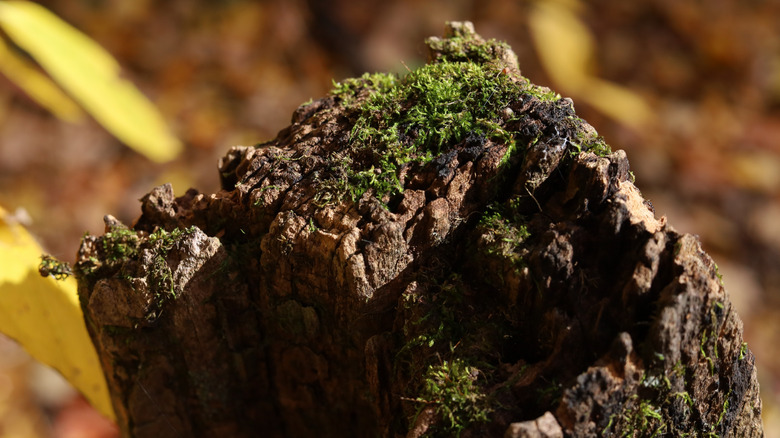 Rotting wood fence post up close