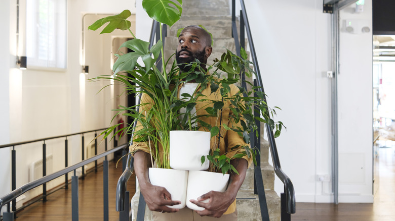 Man holding three plants going downstairs