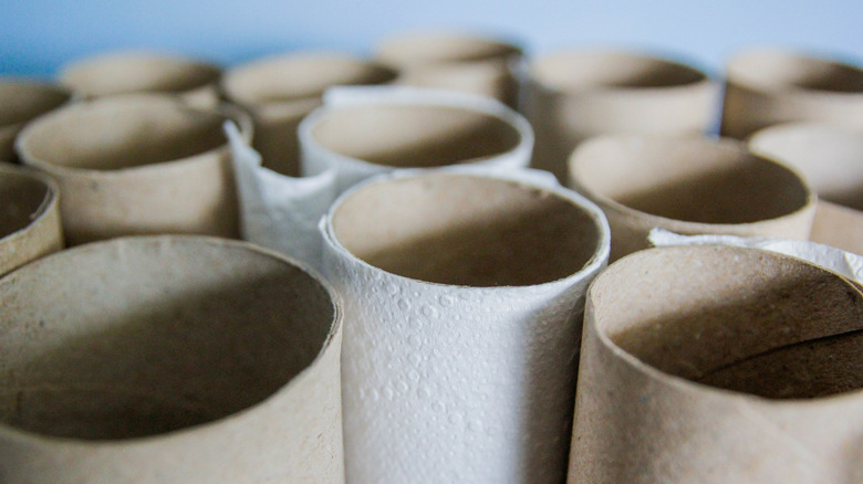 Collection of cardboard toilet paper rolls