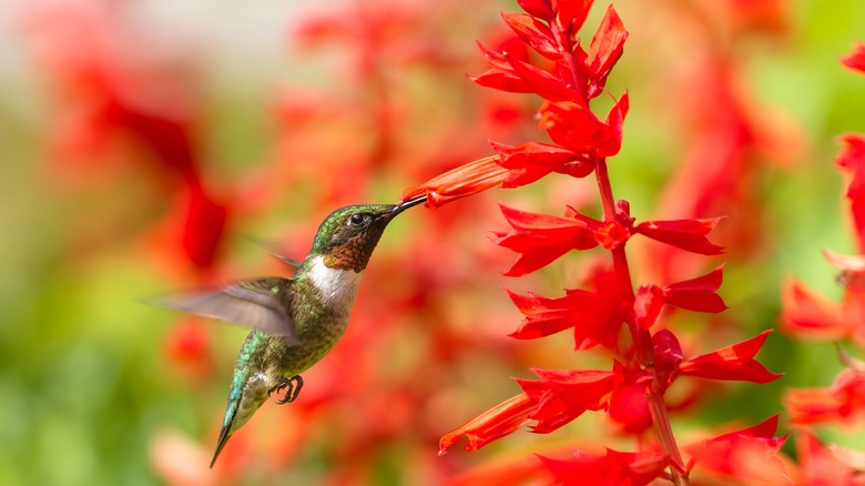 hummingbird feeding on red salvia