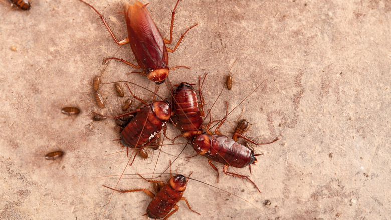 Cockroaches with recently hatched offspring