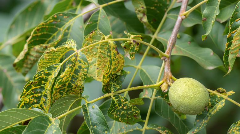 Gall on walnut tree leaves and branch
