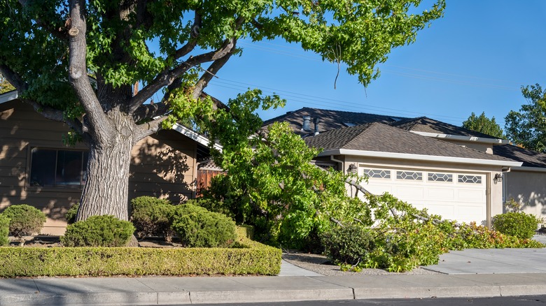 Tree with a broken limb