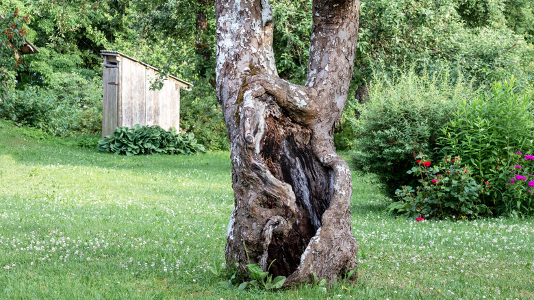 Old tree in backyard