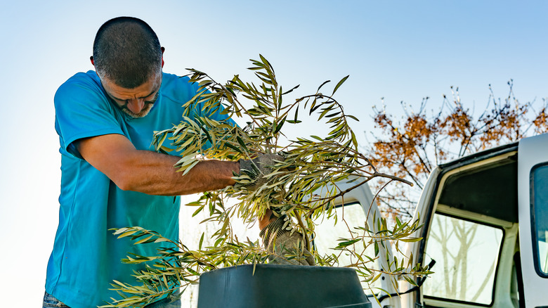 man feeding a branch into tree shredder