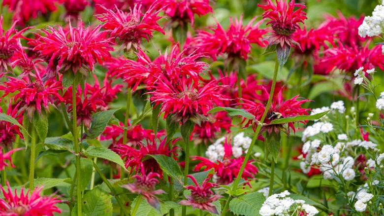 Scarlet beebalm mixes beautifully with other flowers.