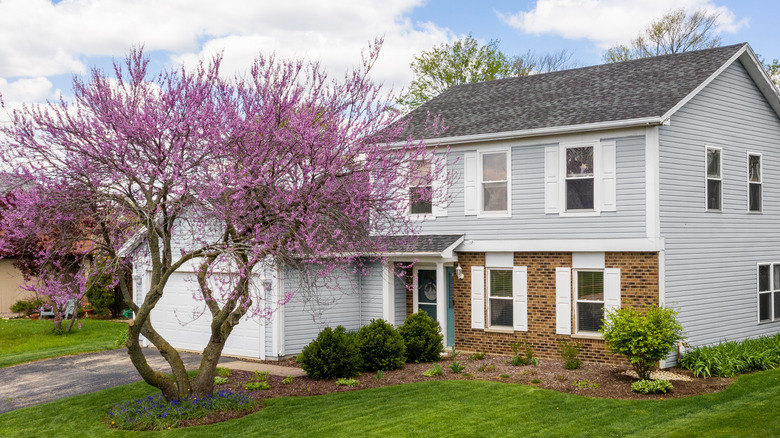 Eastern redbud trees make stunning additions to a large landscape.