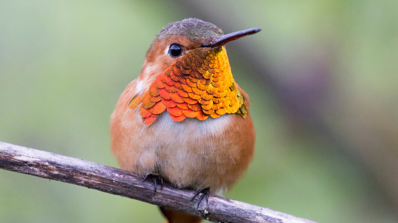 A colorful hummingbird perched on a stick.