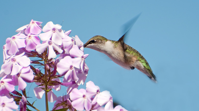 Hummingbirds love purple garden phlox.