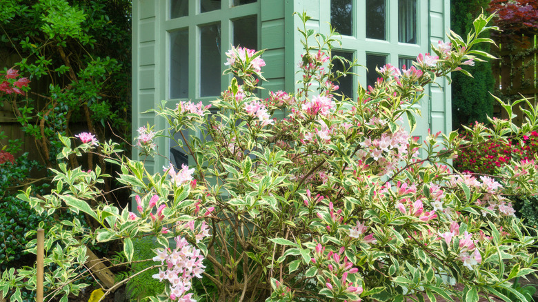 Variegated weigela is stunning to humans and hummingbirds.