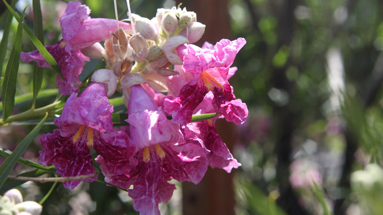 Desert willow flowers