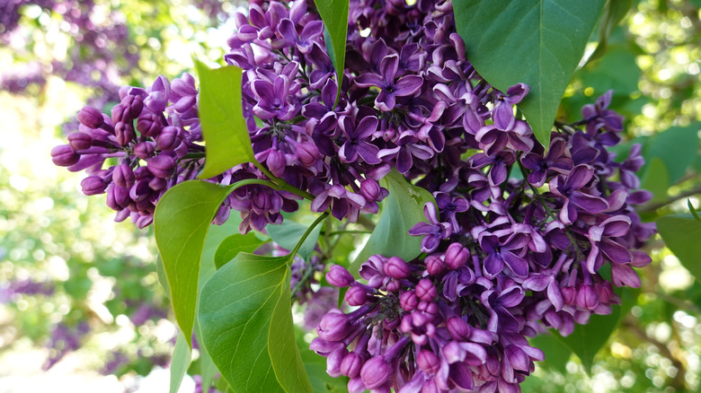 French lilac flowers
