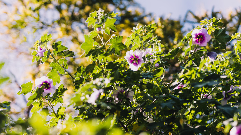 Althea flowers