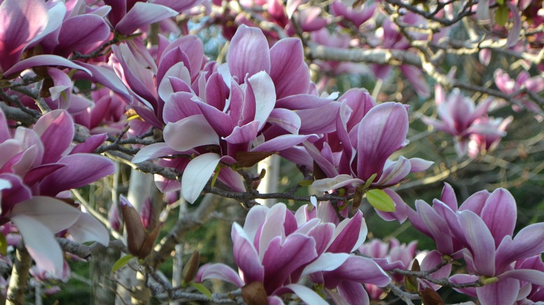 Saucer magnolia flowers