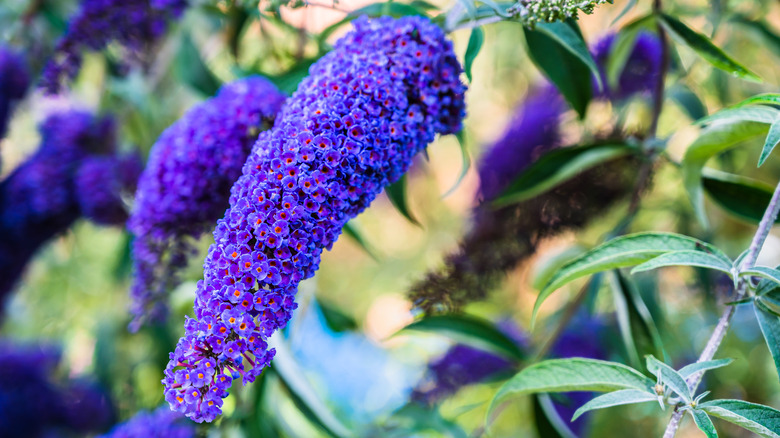 True blue butterfly bush