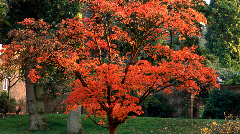 Paperbark maple