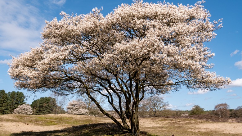 flowering serviceberry tree