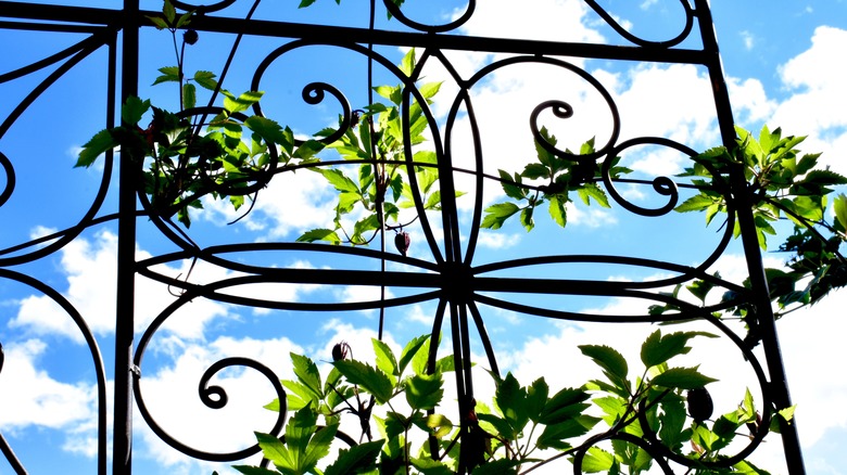 metal trellis with vine