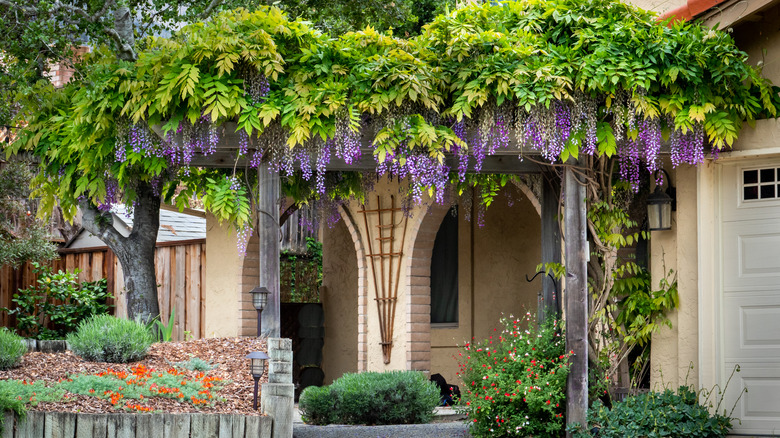 wisteria-covered trellis