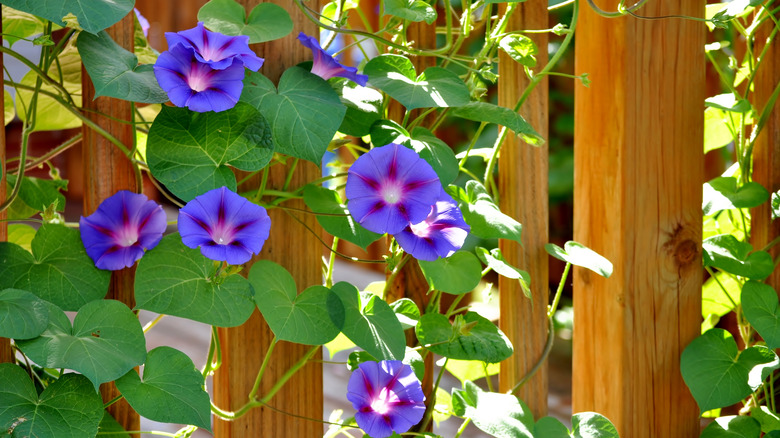 blue morning glory on trellis