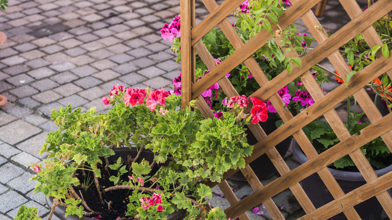 patio trellis and flower pots