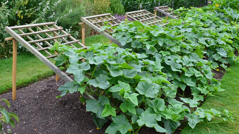 trellis for cucumbers