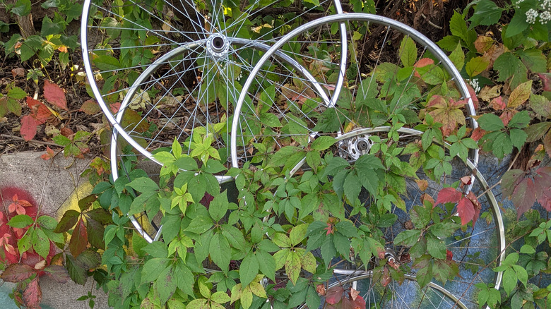 wheels made into a trellis