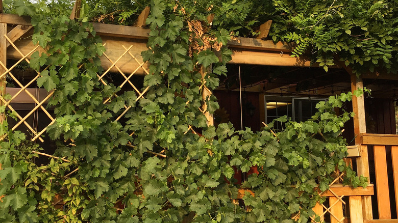 overgrown trellis on house