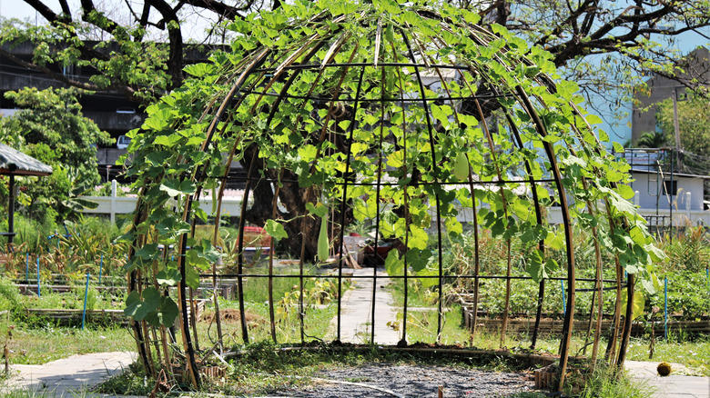 dome trellis