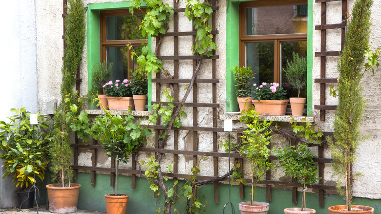 trellis between windows