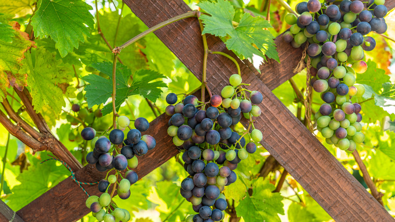 grapes on wooden trellises