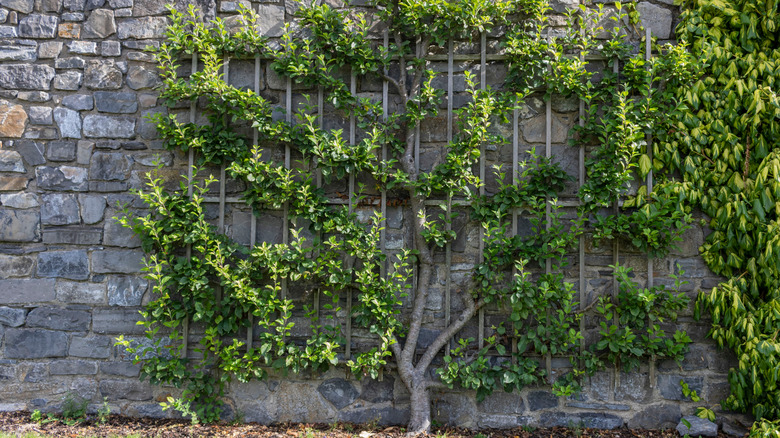 espalier trellis fruit tree wall