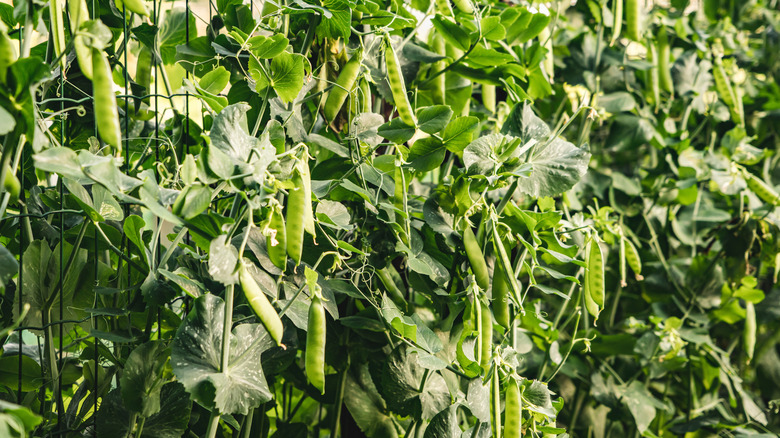 peas growing on trellis