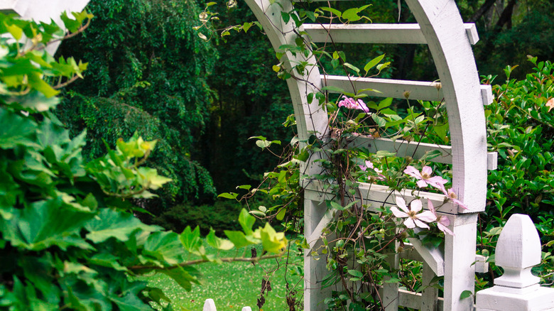 Leafy green trellis