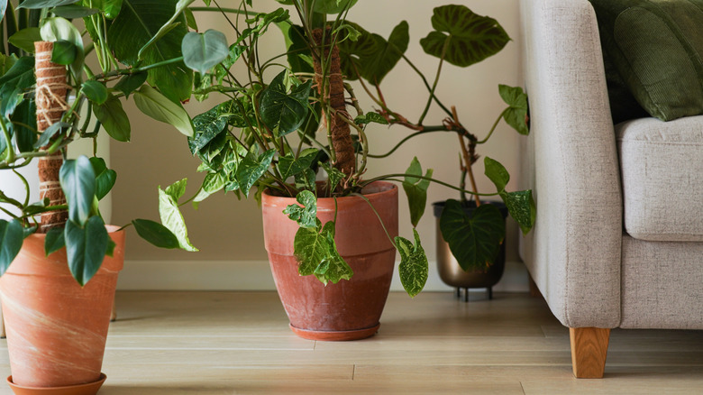 Clay planters on a living room floor