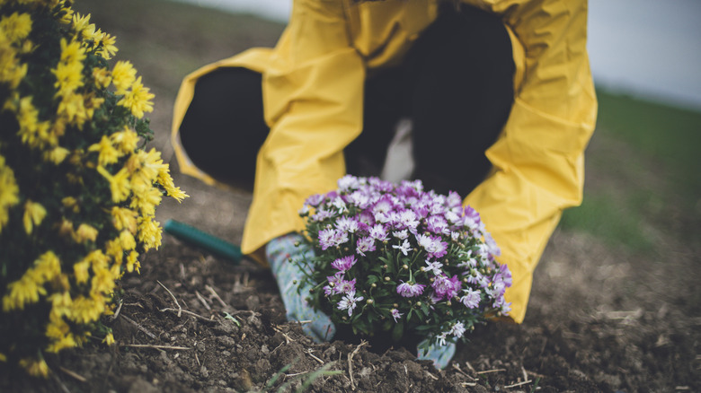 gardener planting mums