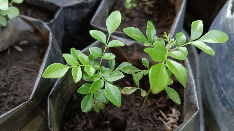 Curry leaf tree in pot