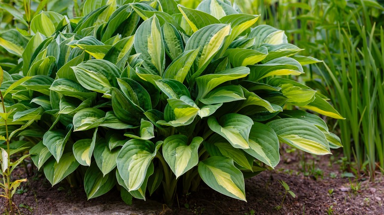 Green hosta plant