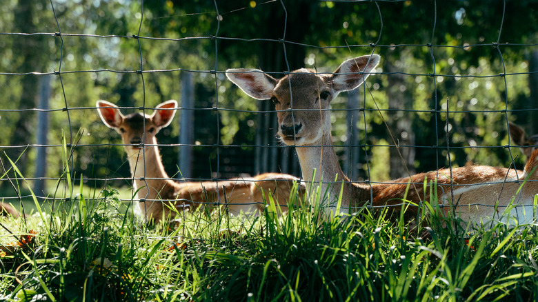 Deer looking through a fence