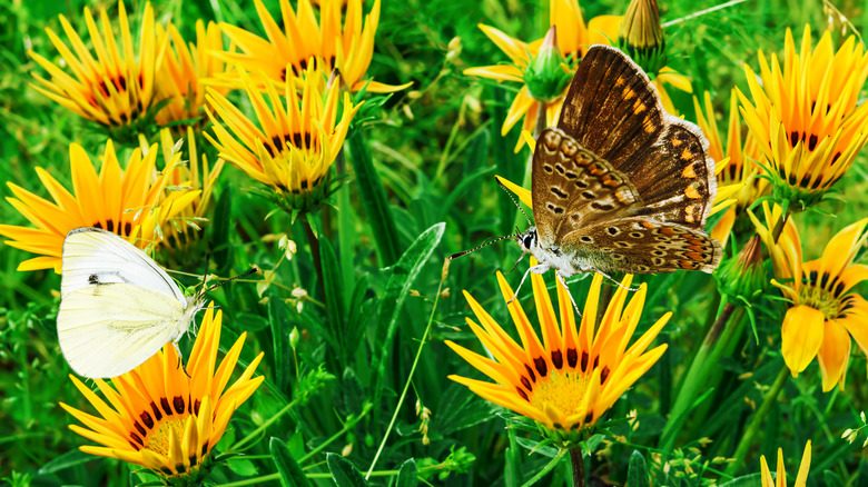 butterflies sitting on gazanias