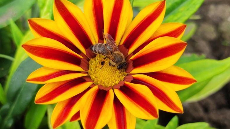 bee collecting pollen from gazania flower