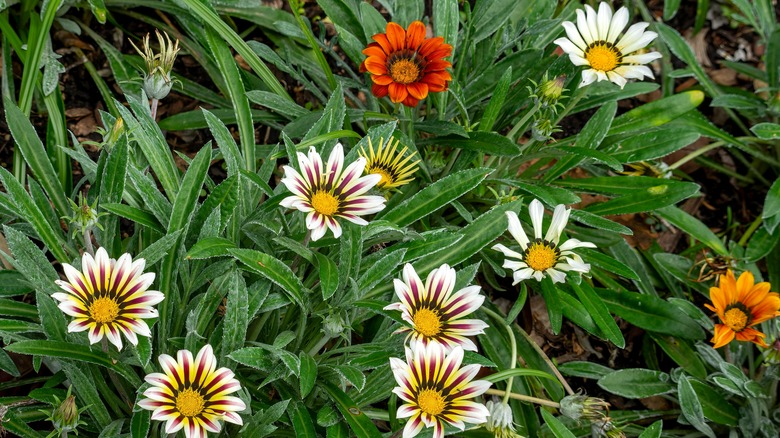 Gazania rigens blooms