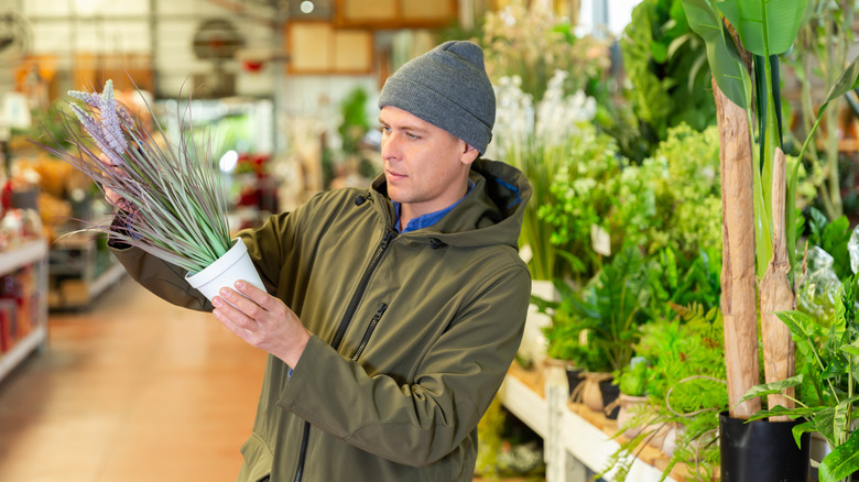 man shopping for faux plants