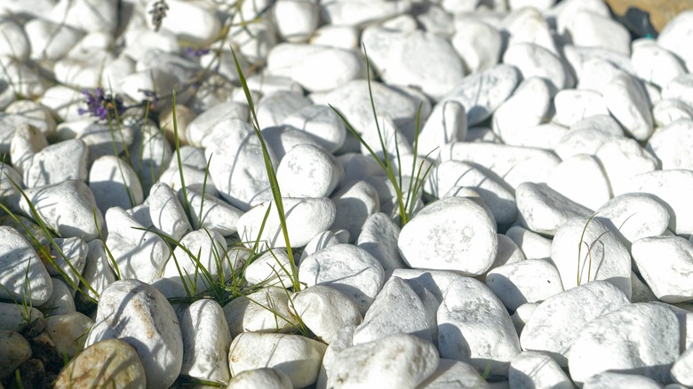 Weed in a gravel pathway