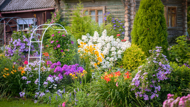 backyard garden