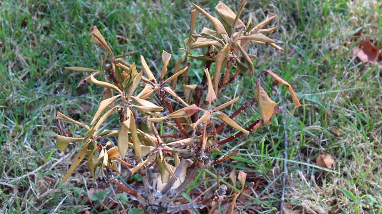 dead rhododendron plant in yard