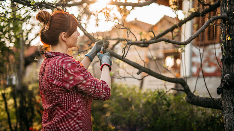 woman pruning tree