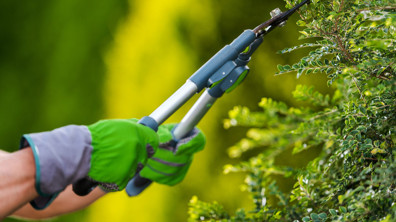 person trimming bush