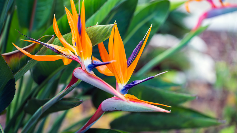 Bird of paradise flowers