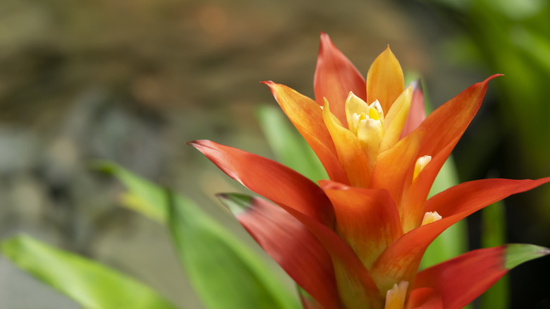 Bright red and orange bromeliad flower